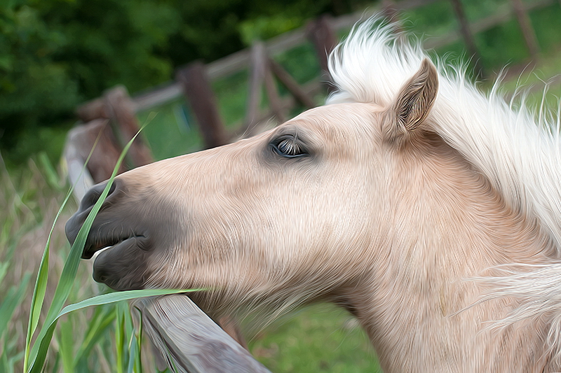 Winterswijk TiereWinterswijk D35_8357 als Smartobjekt-1.jpg